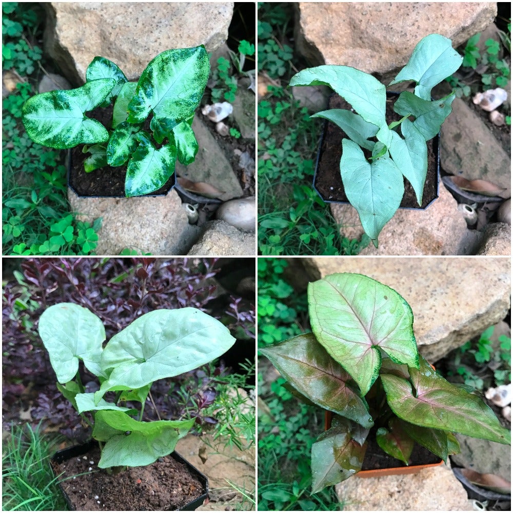 Assorted Syngoniums - Pixie+Silver Pearl+Broze Maria+Narrow Leaf (Pack of 4)