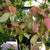 Syngonium 'Pink Allusion' Plants myBageecha - myBageecha
