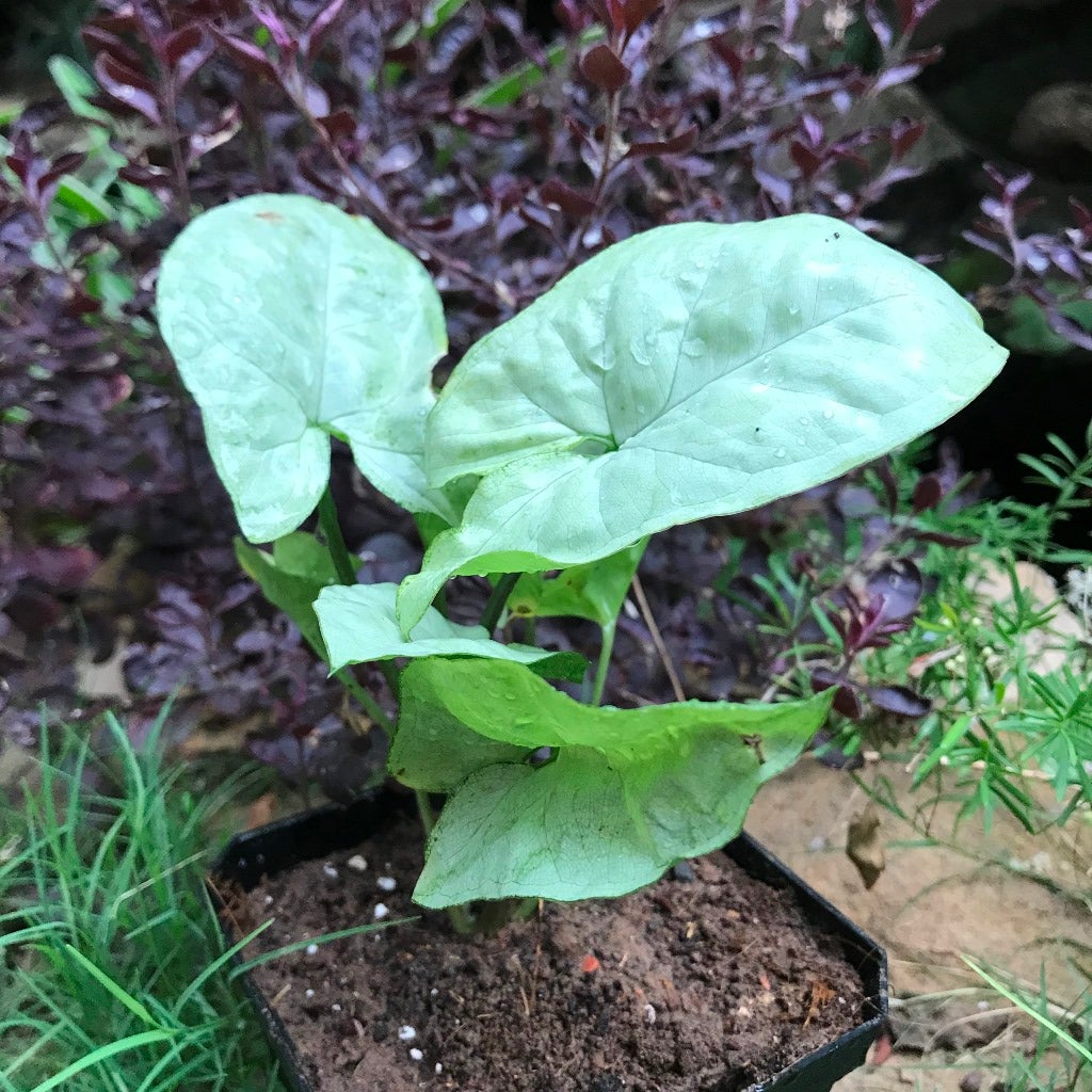 Syngonium 'Silver Pearl'