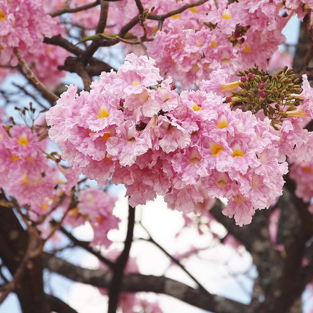 Tabebuia Rosea