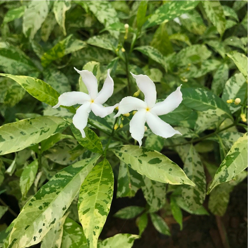 Variegated Crepe Jasmine