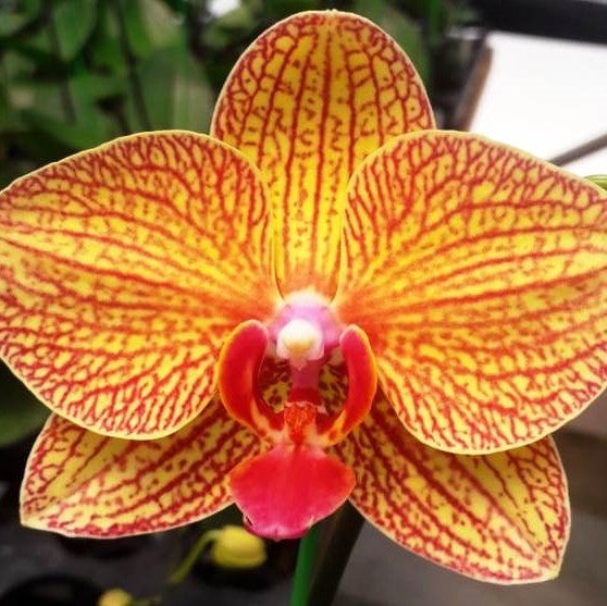 Phal. Taida Beauty 8218