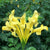 Golden Yellow Cape Honeysuckle 'Aurea' Plants myBageecha - myBageecha