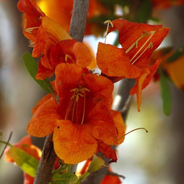 Tecomella Undulata - Roheda