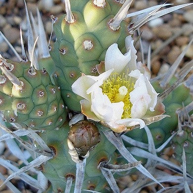 Tephrocactus Articulatus var. papyracanthus