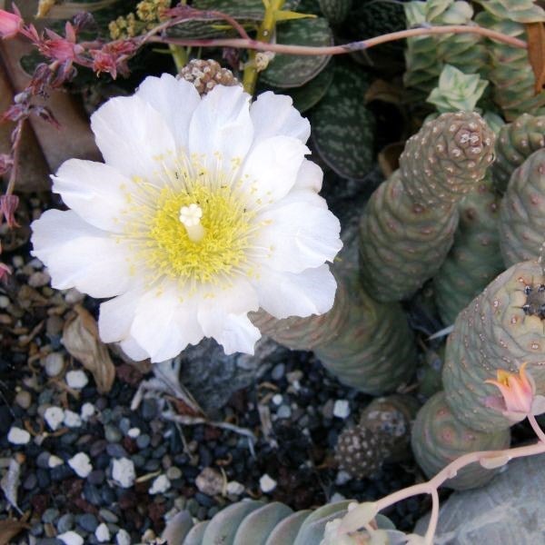 Tephrocactus Articulatus var. Inermis