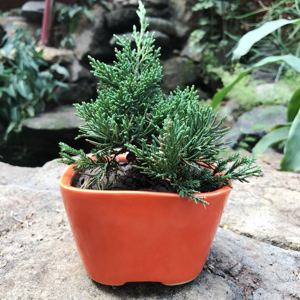 Thuja Chinensis Bonsai