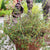Garden Thyme Plants myBageecha - myBageecha
