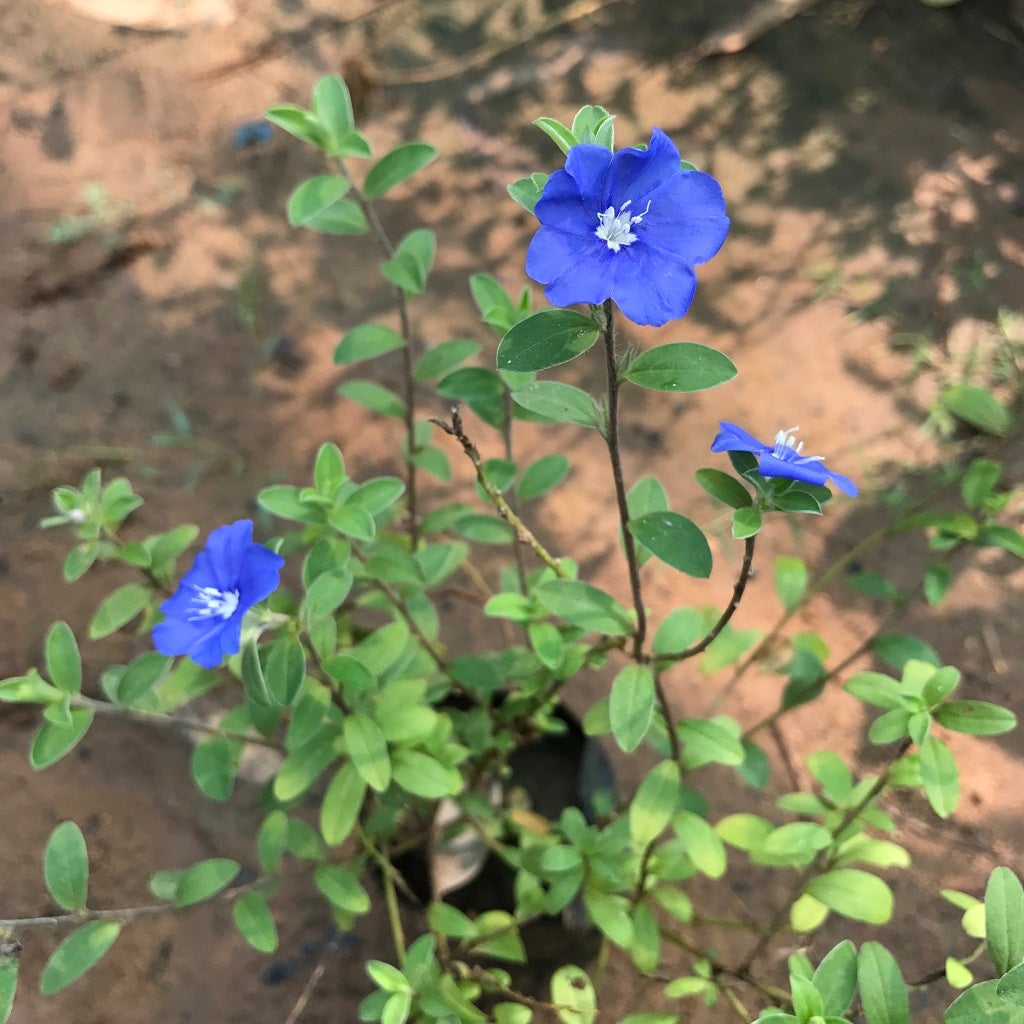 Velvet-Leaf Tibouchina