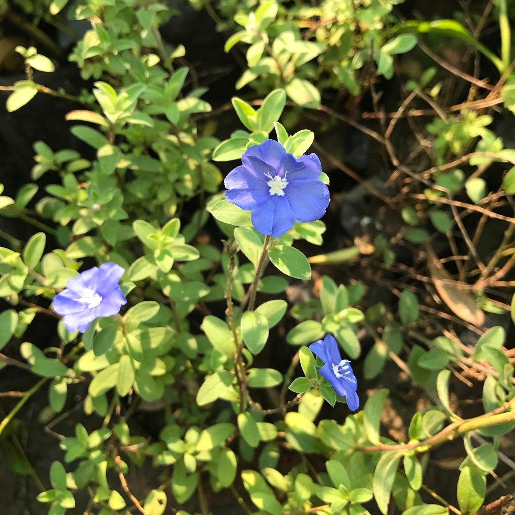 Velvet-Leaf Tibouchina