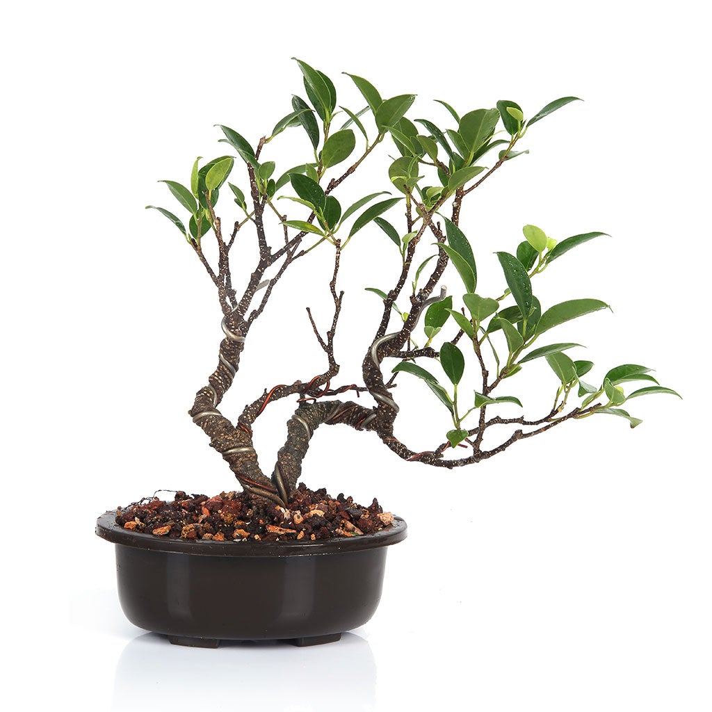 Bonsai Tigerbark Microcarpa Mame