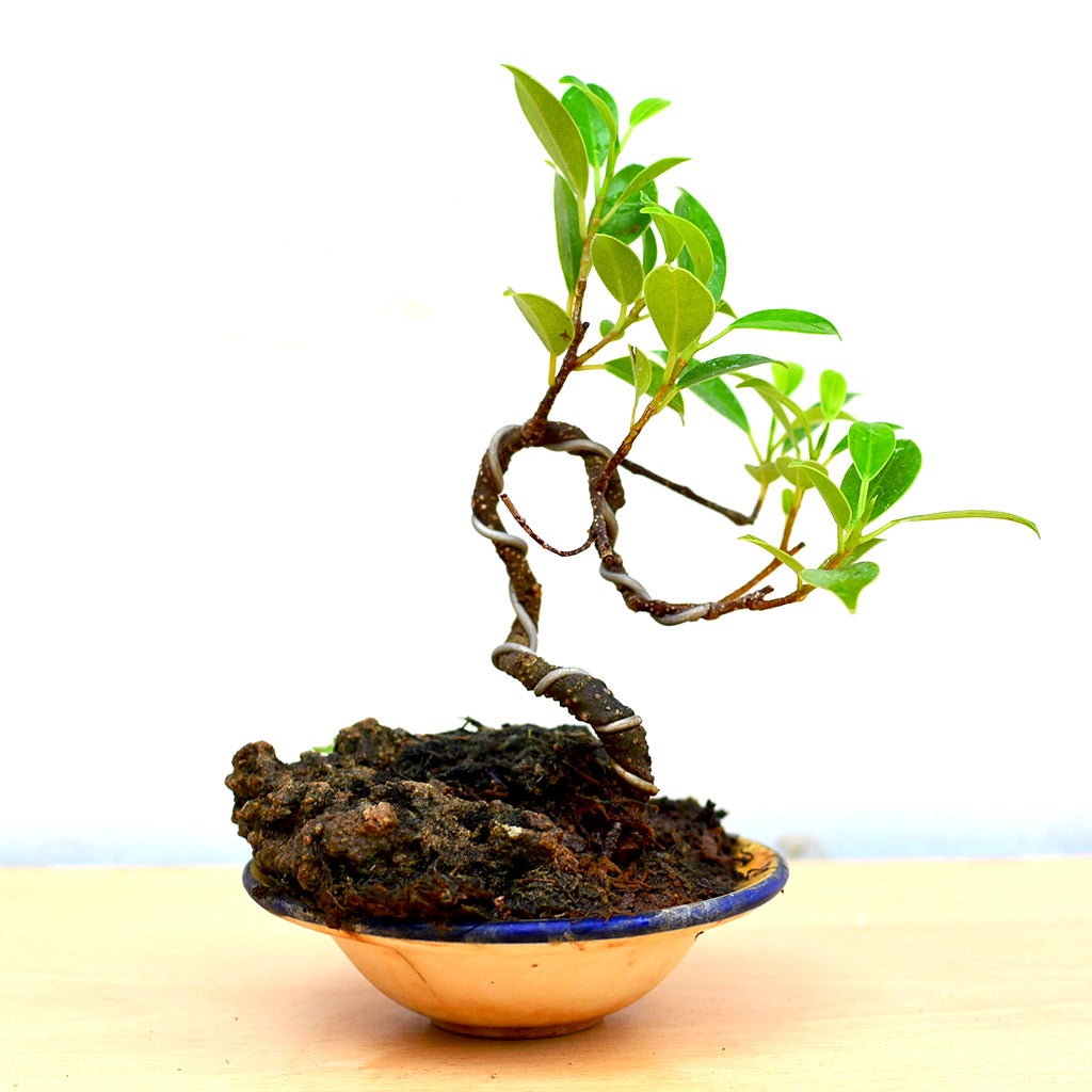 Bonsai TigerBark Round