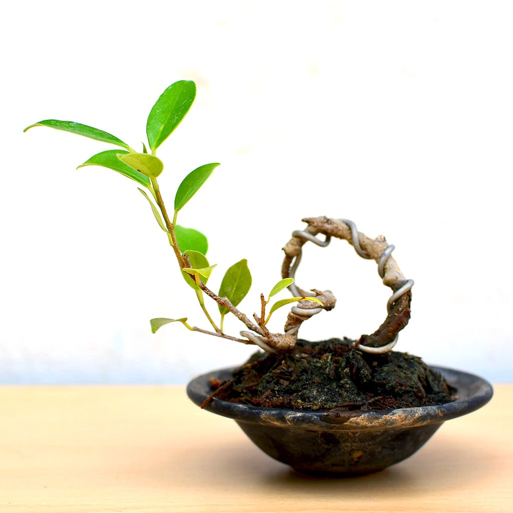 Bonsai TigerBark Mame