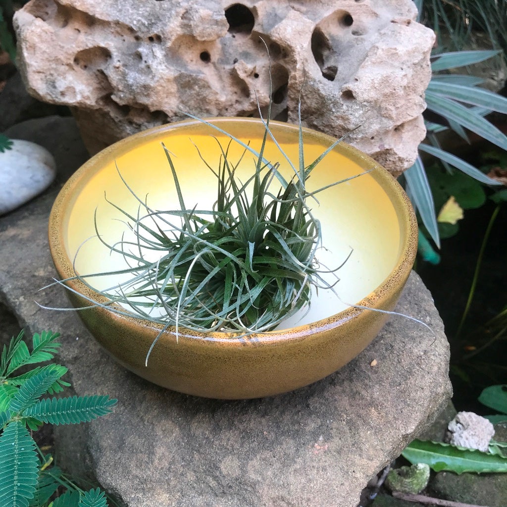 Tillandsia Cotton Candy-Air Plant