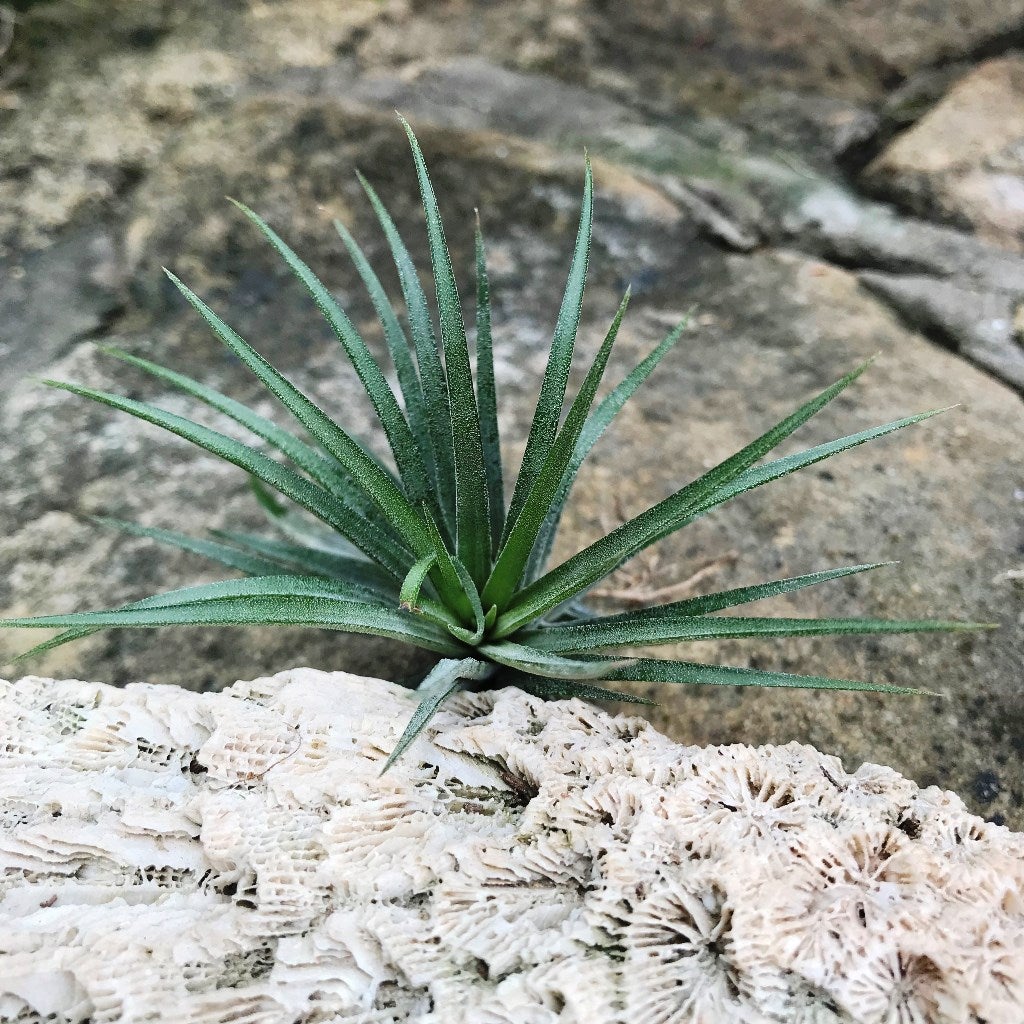 Tillandasia ionantha 'Guatemala' -Air Plant