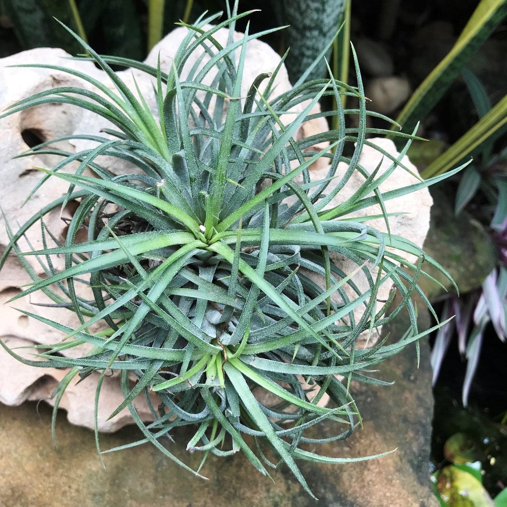 Tillandasia ionantha 'Feugo'  -Air Plant