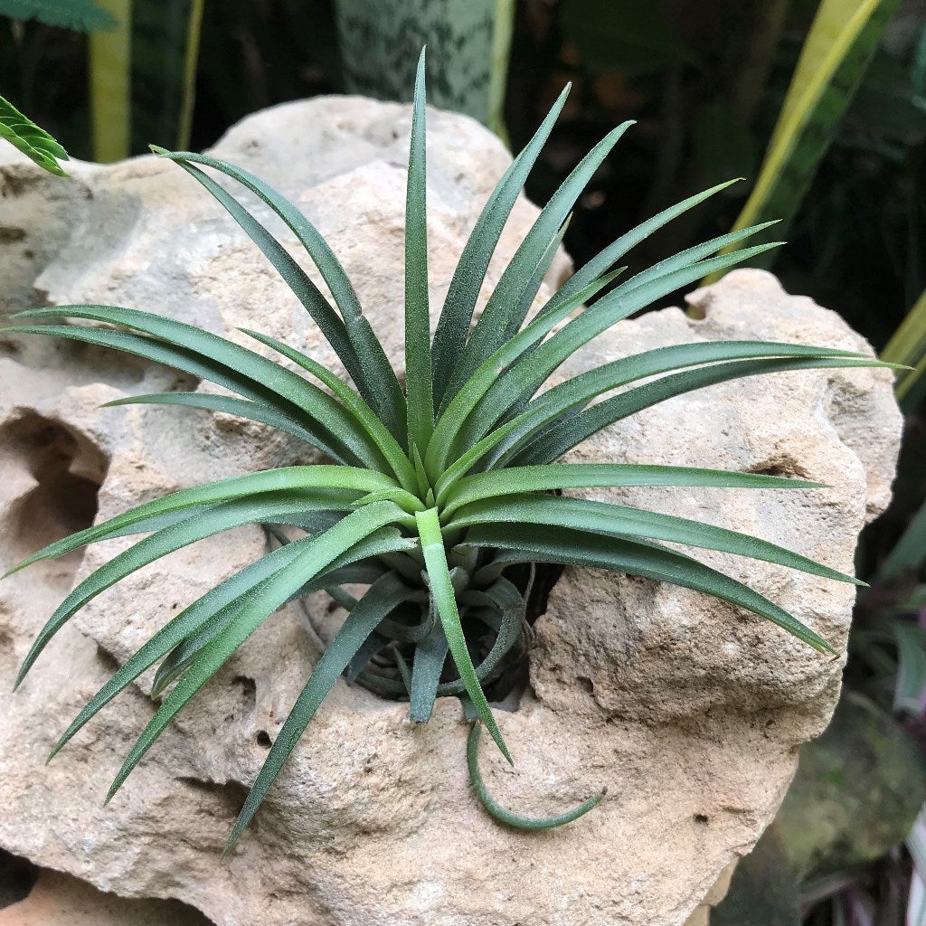 Tillandasia ionantha 'Mexican'-Air Plant