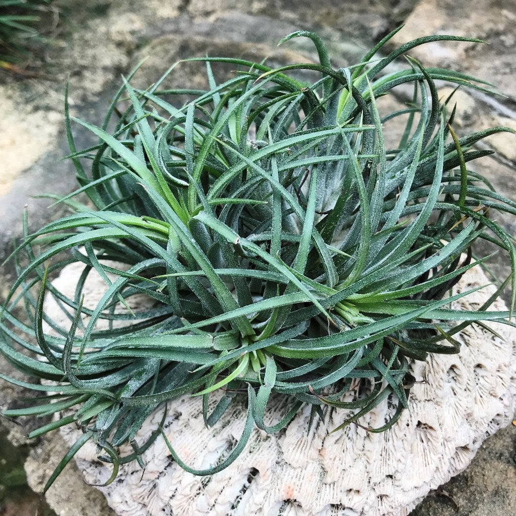 Tillandasia ionantha 'Rubra' -Air Plant