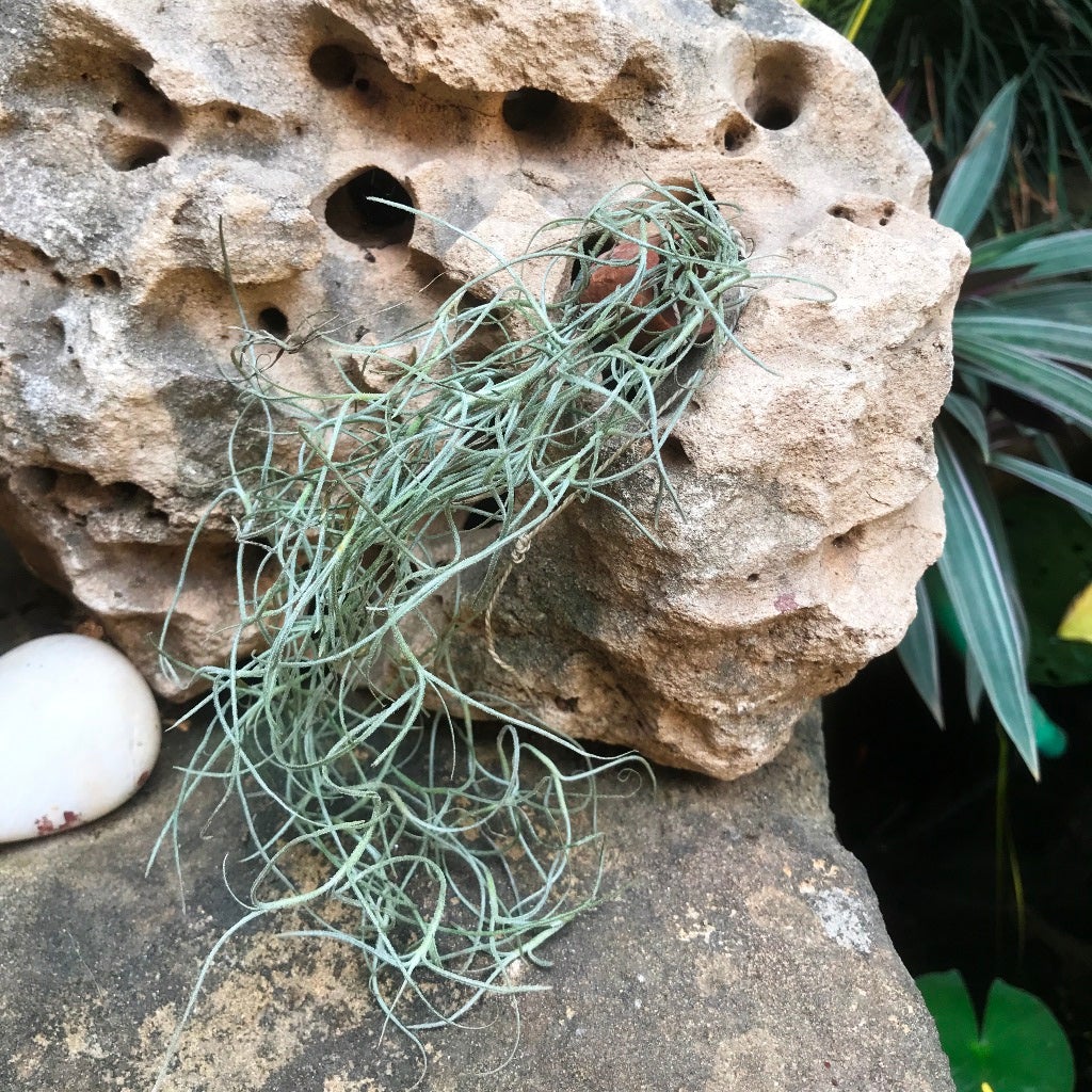 Tillandsia Usneoides (Spanish Moss) - Air Plant
