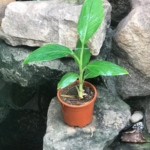 Grand Nain Banana (Tissue Culture) - Gabbar Farms