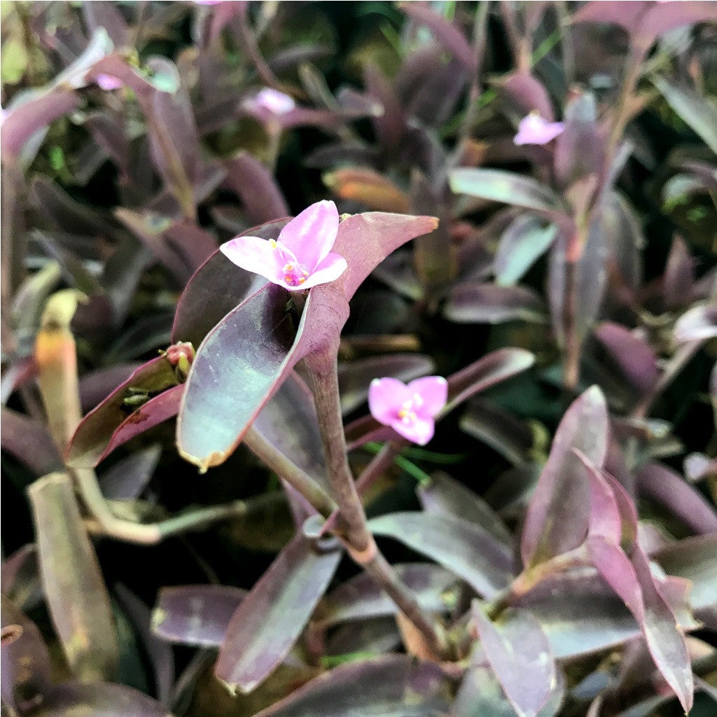 Tradescantia Pallida