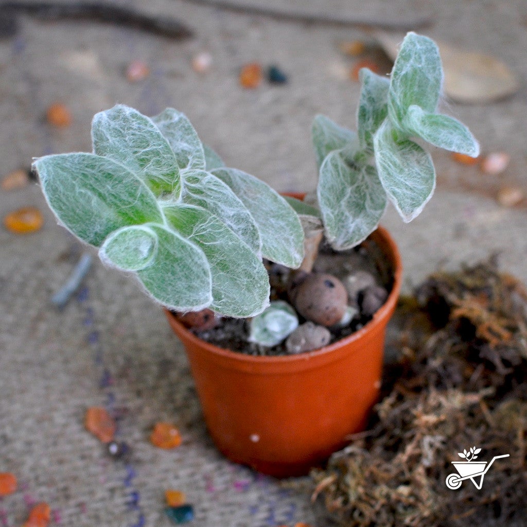 Tradescantia Sillamontana 'White Velvet' Plants myBageecha - myBageecha