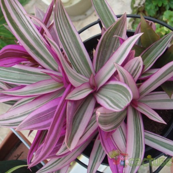 Tradescantia Spathacea Plants myBageecha - myBageecha