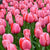 Tulips - Pink (Bulbs)