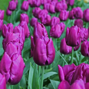 Tulips - Purple (Bulbs)