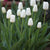 Tulips - White (Bulbs)