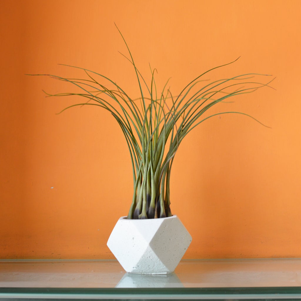 Tillandsia Punctulata Air Plant