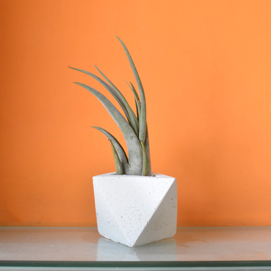 Tillandsia Paucifolia - Air Plant