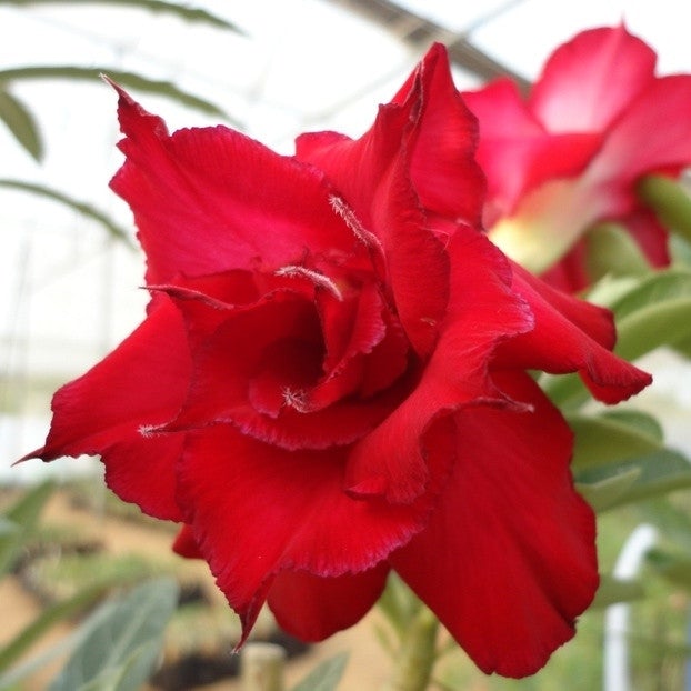 Valantine Rose Plants myBageecha - myBageecha