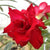 Valantine Rose Plants myBageecha - myBageecha