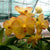 Yellow Butterfly X Orange Spot Plants myBageecha - myBageecha