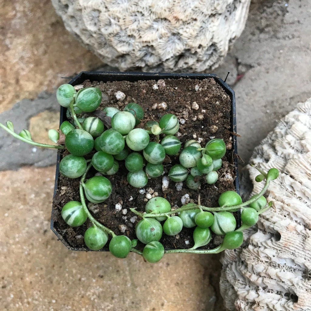 Senecio rowleyanus f. variegatus 'Variegated String of Pearls