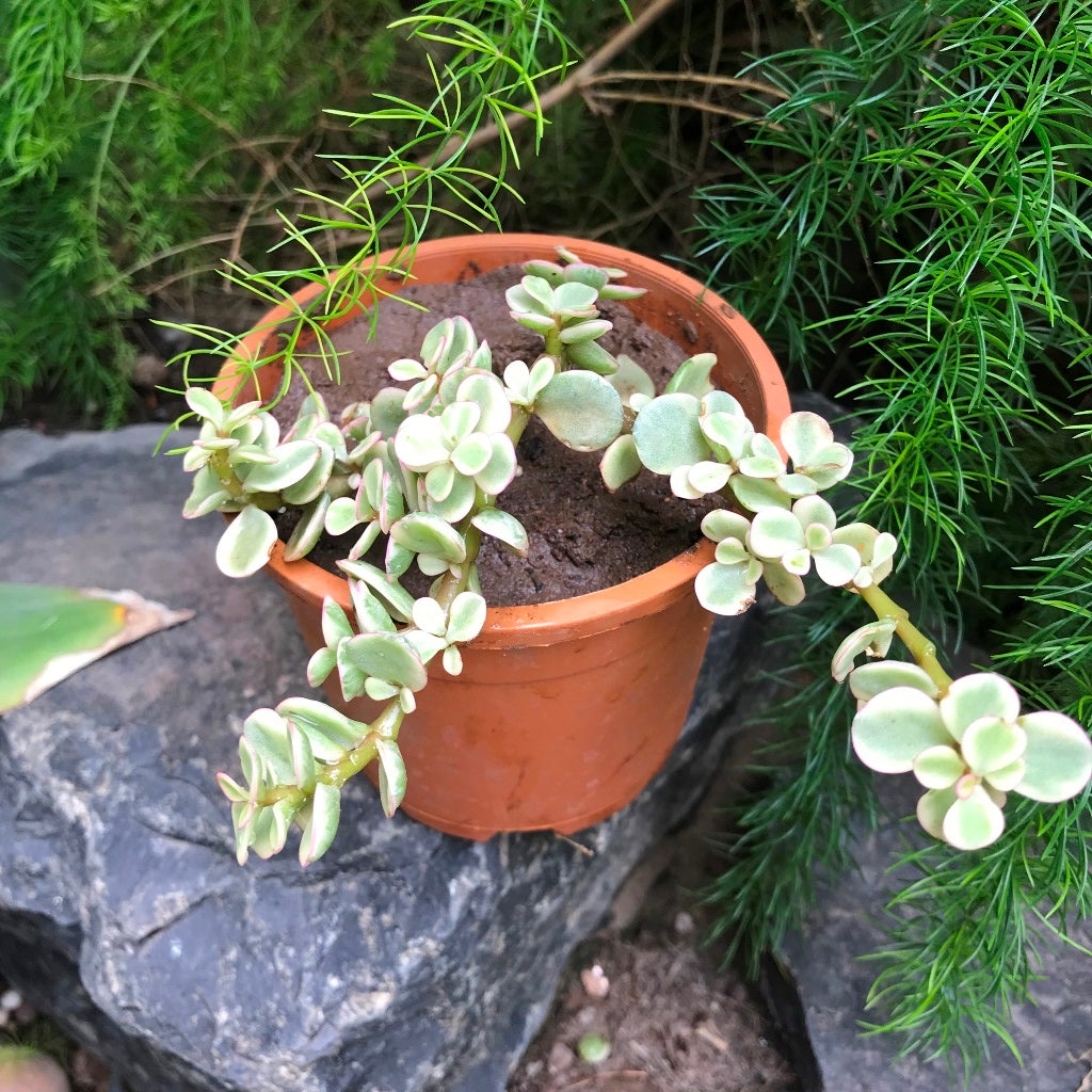 Nolina recurvata f. variegata