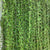 Vernonia Elaeagnifolia - Curtain Creeper