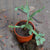 White Christmas Cactus - Zygocactus Plants MYBG-FLOWeecha - MYBG-FLOWeecha