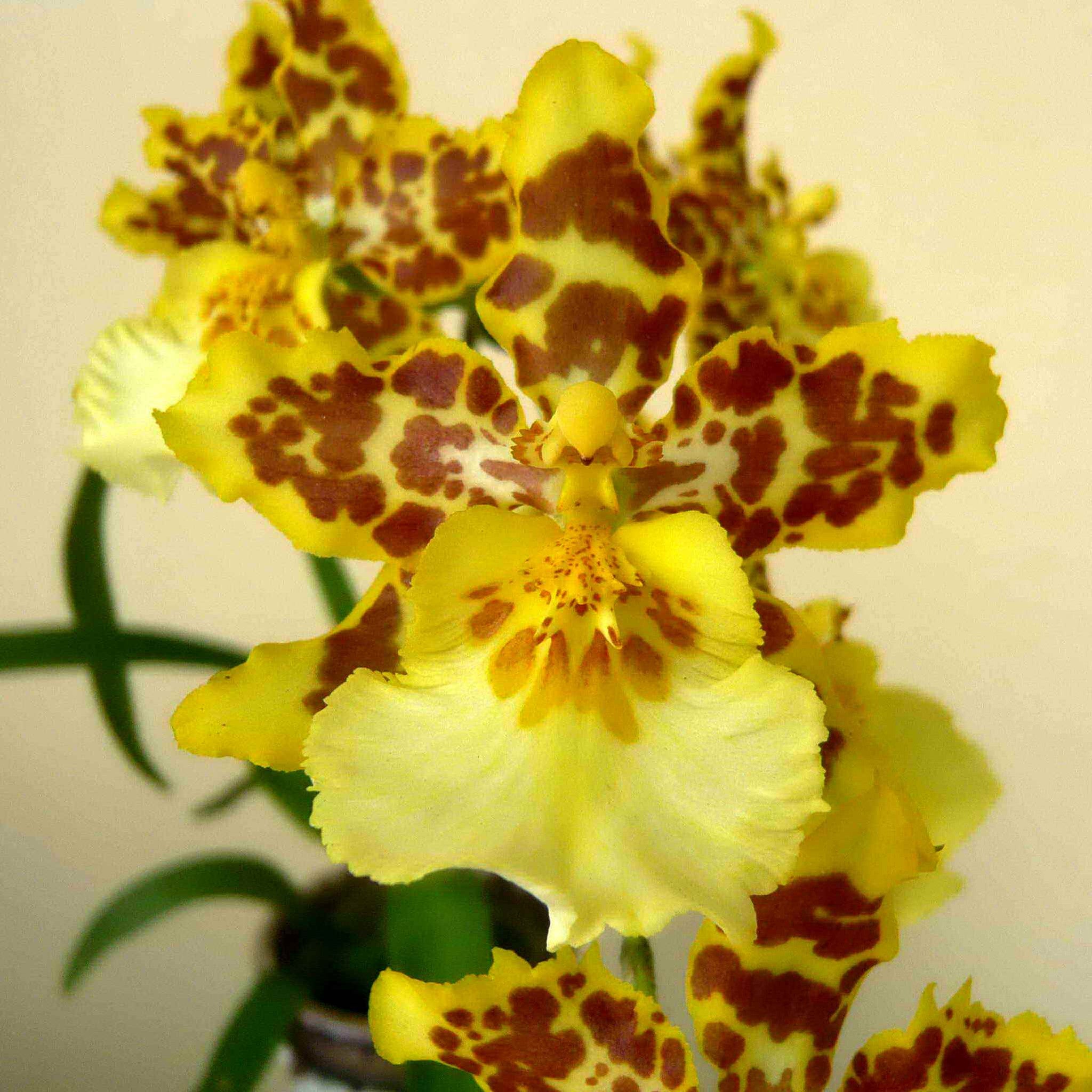 Plum Blossom Golden Apple Plants myBageecha - myBageecha