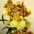 Plum Blossom Golden Apple Plants myBageecha - myBageecha