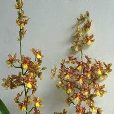 WilsGuann Shin Howard Green Goblin Plants myBageecha - myBageecha