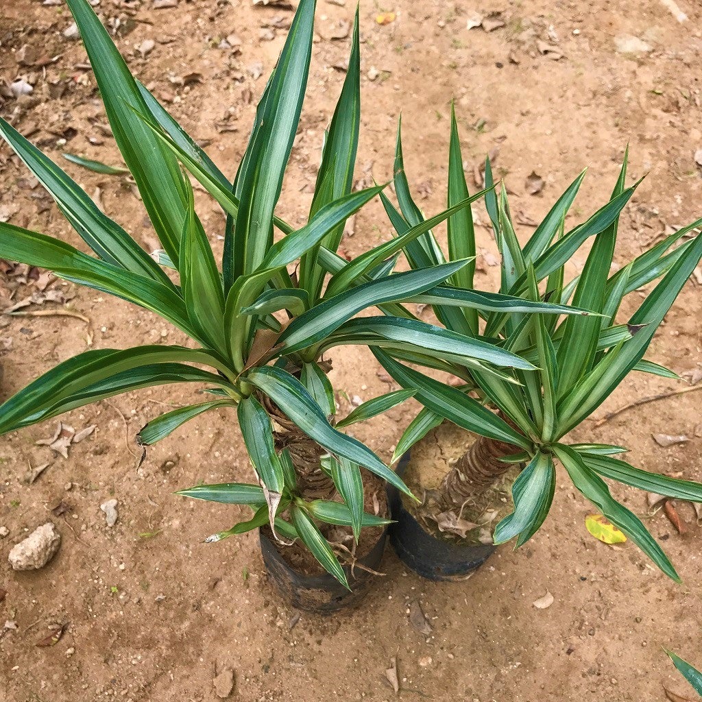 Yucca Gautemalensis