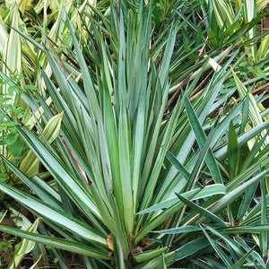 Yucca Gautemalensis