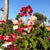 Bougainvillea 'Yani's Delight'