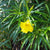 Thevetia Peruviana - Yellow Oleander