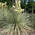 Yucca Glauca