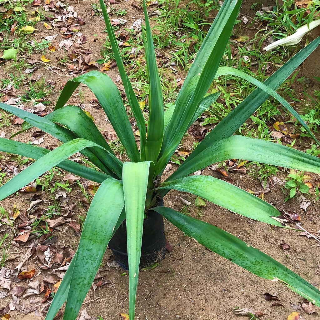 Yucca Elephantipes