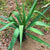 Yucca Elephantipes