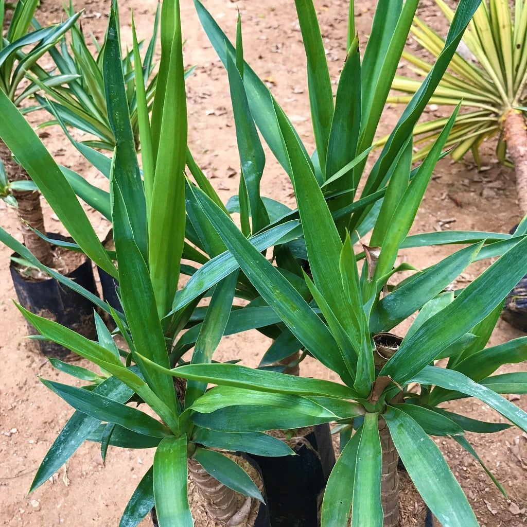 Yucca gloriosa